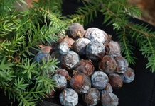 Andız Pekmezi Tarifi ve Malzemeleri