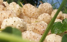 Beyaz Dut Pekmezi Tarifi ve Malzemeleri