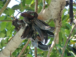 Keçiboynuzu Pekmezi Nasıl Tüketilmeli?